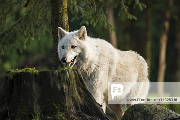 gray wolf canis lupus