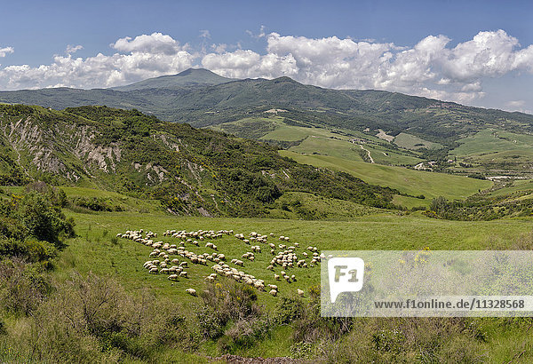 Schafherde auf dem Monte Amiata  Toskana