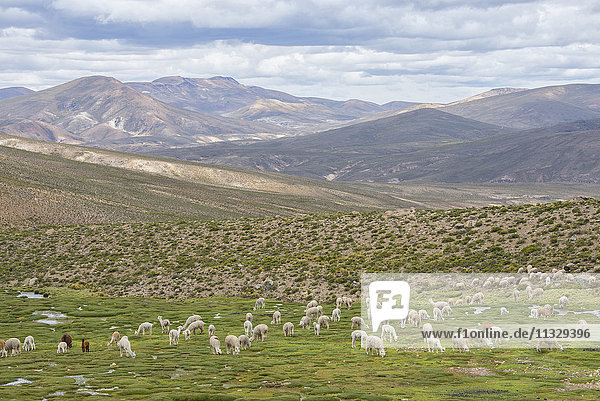 Alpaka-Herde auf dem Altiplano in Peru