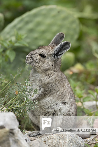 Viscacha in Peru  Lagidium ahuacaense