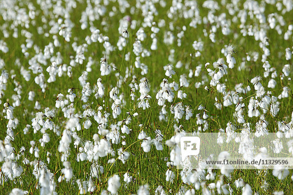 Cotton grass  Eriophorum  Swiss mountains