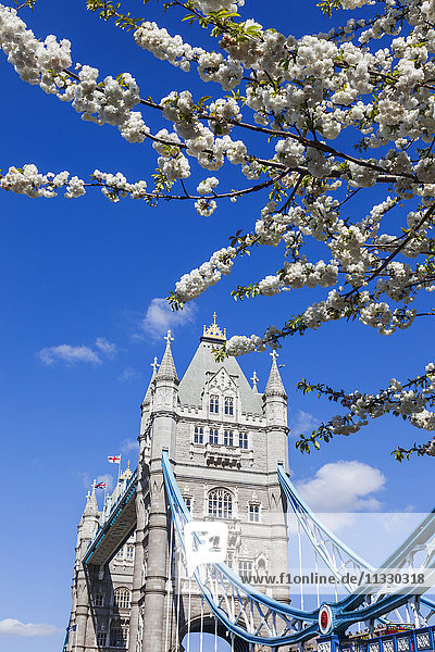 England  London  Tower Bridge und Frühlingsblüte