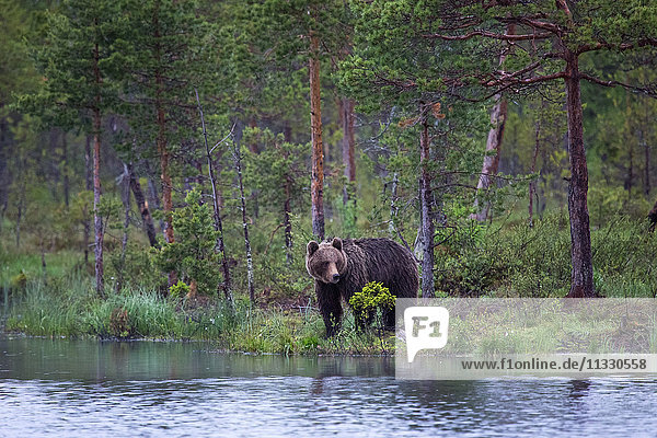 Bear in Finland