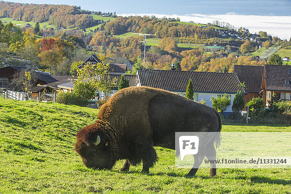 Bison breeding in Lutzenberg  canton Appenzall