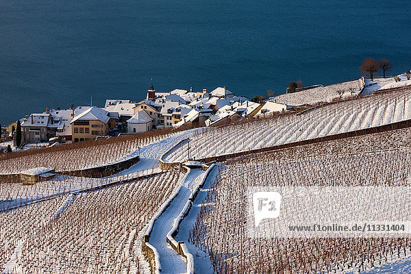 vineyards of Rivaz on lake Geneva in winter in the canton of Vaud