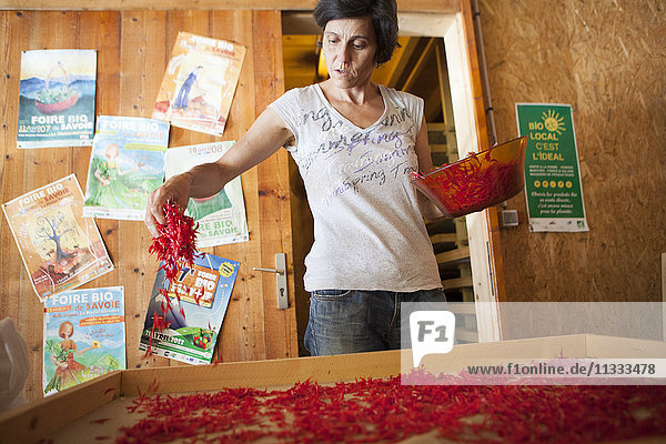 Reportage on herbalists in the Bauges mountain range in Savoie  France. They grow and sell organic aromatic and medicinal plants. The herbalist puts the collected plants in a dryer (35°) with a dehumidifier to extract water from the fresh plants  therefore preserving them and their main active ingredients. Bergamot  the leaves contain thymol  an antseptic  and can be applied to spots  inhaled for colds  and infused for nausea  flatulence and insomnia. Bergamot petals can be used to make an aperitif.
