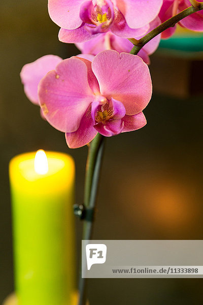 Kerzen und Orchidee