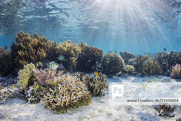 Eine Fülle von Hart- und Weichkorallen auf der Insel Sebayur  Komodo-Nationalpark  Flores-Meer  Indonesien  Südostasien  Asien