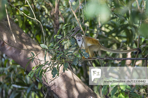 Adult common squirrel monkey (Saimiri sciureus)  in the Pacaya-Samiria Nature Reserve  Loreto  Peru  South America