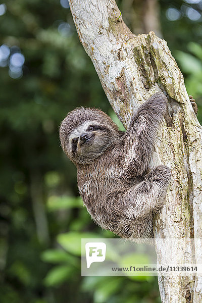 A captive pet brown-throated sloth (Bradypus variegatus)  San Francisco Village  Loreto  Peru  South America