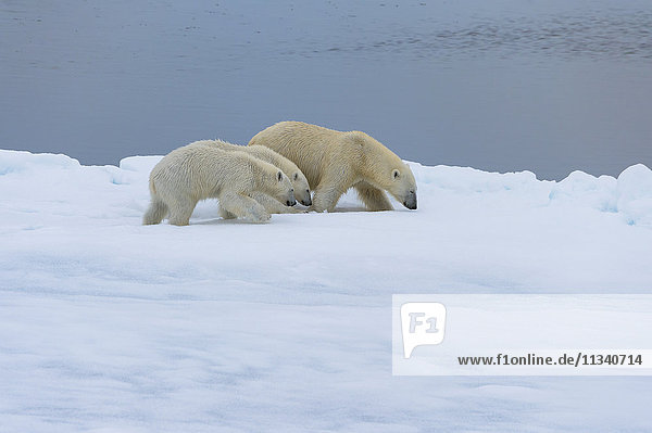 Mother polar bear (Ursus maritimus) walking with two cubs on a melting ice floe  Spitsbergen Island  Svalbard archipelago  Arctic  Norway  Scandinavia  Europe