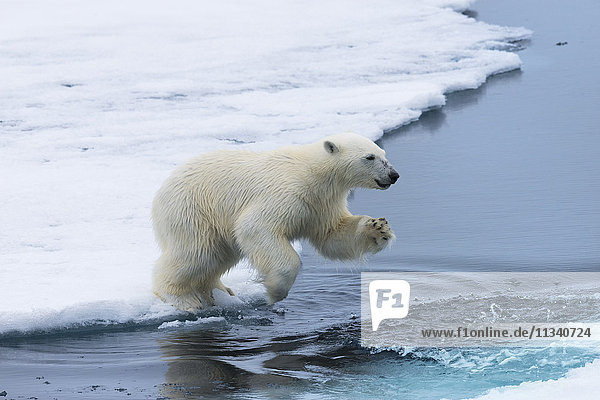 Polar bear cub (Ursus maritimus) jumping over the water  Spitsbergen Island  Svalbard archipelago  Arctic  Norway  Scandinavia  Europe