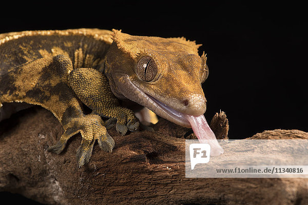 Schopfgecko (Correlophus Ciliates)  in Gefangenschaft  Neukaledonien  Pazifik
