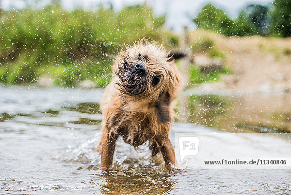 A briard dog  wading in water  England  United Kingdom  Europe