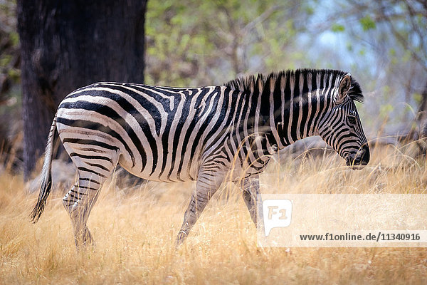 Zebra  Chobe-Nationalpark  Botsuana  Afrika