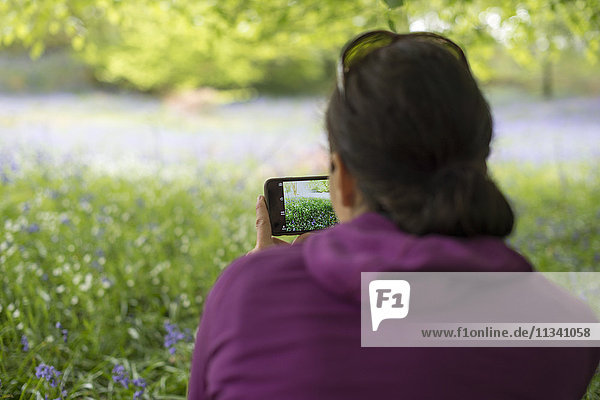 Eine Frau macht ein Foto von einem mit Glockenblumen bedeckten Waldboden  Lake District  Cumbria  England  Vereinigtes Königreich  Europa