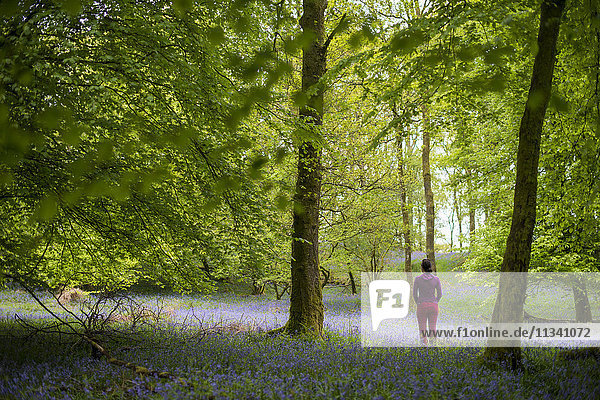 Eine Frau erkundet den mit Glockenblumen bedeckten Waldboden von Jeffy Knotts Woods  Lake District National Park  Cumbria  England  Vereinigtes Königreich  Europa