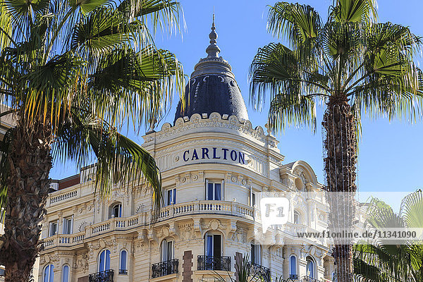 Carlton Hotel und Palmen  La Croisette  Cannes  Französische Riviera  Côte d'Azur  Alpes Maritimes  Provence  Frankreich  Europa
