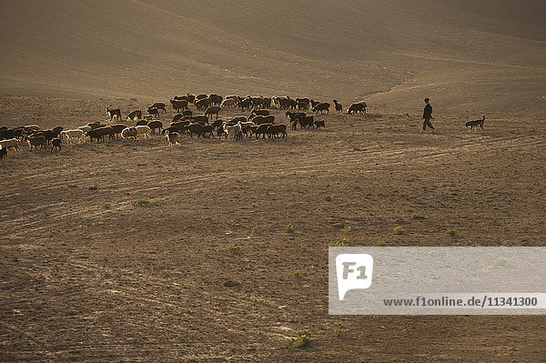Der lange Marsch  in den kargen Hügeln Afghanistans müssen die Hirten mit ihren Herden weite Strecken zurücklegen  Afghanistan  Asien