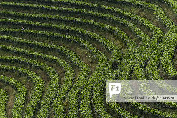 Famous all over China  Puer tea is classed as the best quality  Yunnan Province  China  Asia