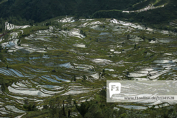 Fashioned over hundreds of years by the Hani  these terraces in Yunnan cover an area of roughly 12500 hectares  Yuanyang  Yunnan Province  China  Asia