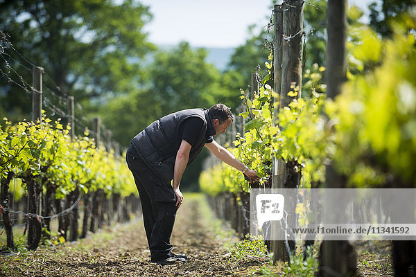 Inspektion von knospenden Trauben in einem Weinberg in Sussex  England  Vereinigtes Königreich  Europa