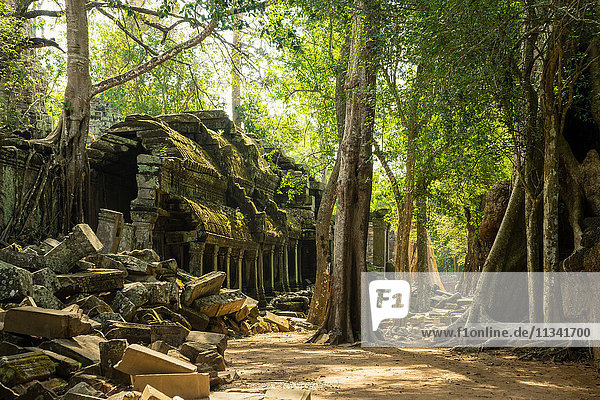 The jungle hides the ancient ruins of Ta Prohm in the Angkor National Park  Angkor  UNESCO World Heritage Site  Siem Reap  Cambodia  Indochina  Southeast  Asia  Asia