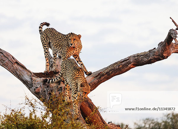 Cheetah (Acinonyx jubatus)  Kruger National Park  South Africa  Africa