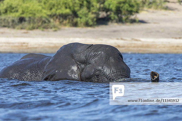 Afrikanischer Elefant (Loxodonta africana) bei der Flussüberquerung  Chobe River  Botswana  Afrika