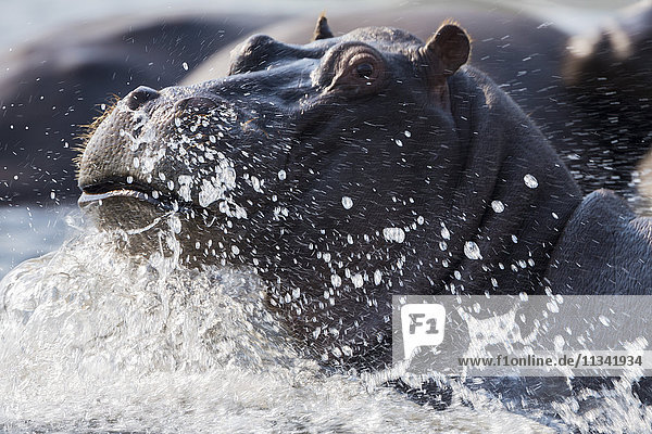 Nilpferd (Hippopotamus amphibius) beim Planschen  Chobe-Fluss  Botsuana  Afrika