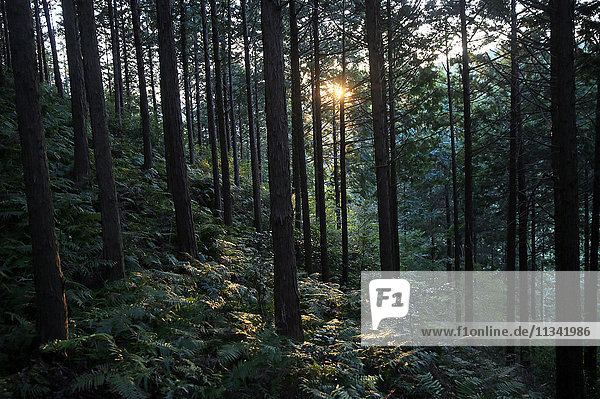 Wald am Berg Joyaima  Izu-Halbinsel  Honshu  Japan  Asien