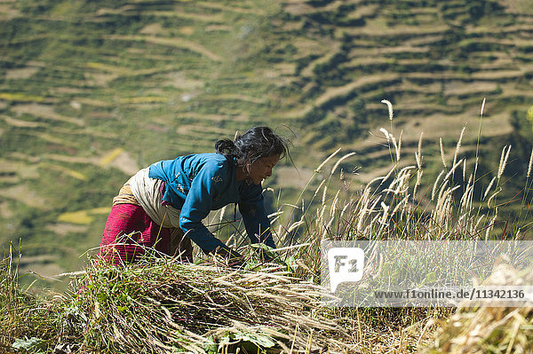 Eine Frau im Juphal-Tal erntet Gras für die Tiere  Nepal  Asien