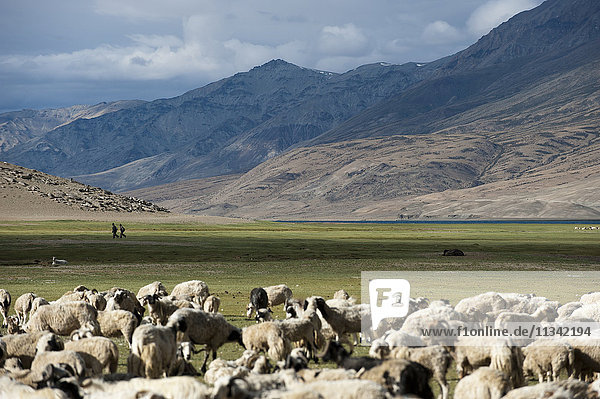 Nomads near Tso Moriri in the remote region of Ladakh  north India  Asia