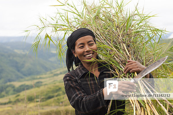 Eine Frau erntet dünnen Bambus  den sie zur Herstellung von Spalieren verwenden wird  in Manipur  Indien  Asien