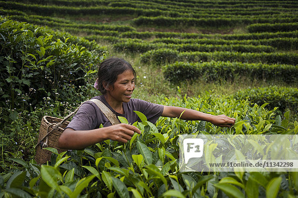Picking tea leaves on a Puer tea estate in Yunnan Province  China  Asia