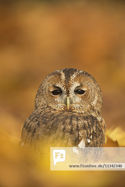 Tawny owl (Strix aluco)  among autumn foliage  United Kingdom  Europe