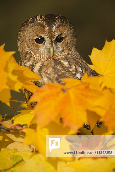 Tawny owl (Strix aluco)  among autumn foliage  United Kingdom  Europe