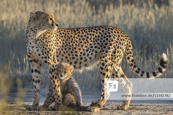 Cheetah (Acinonyx jubatus) with cub Kgalagadi Transfrontier Park Northern Cape South Africa Africa