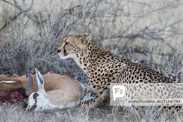 Cheetah (Acinonyx jubatus) on springbok kill Kgalagadi Transfrontier Park Northern Cape South Africa Africa