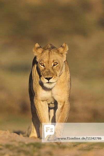 Lioness (Panthera leo) in the Kalahari Kgalagadi Transfrontier Park Northern Cape South Africa Africa
