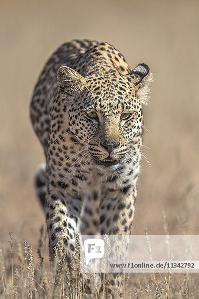 Leopard female (Panthera pardus)  Kgalagadi Transfrontier Park  South Africa  Africa