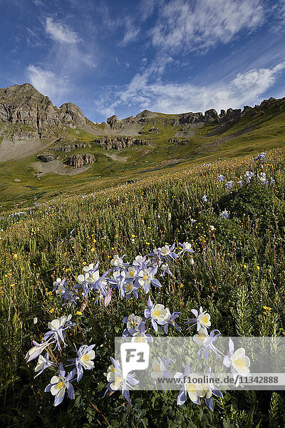 Blaue Akelei (Colorado-Akelei) (Aquilegia coerulea) in einem alpinen Becken  San Juan National Forest  Colorado  Vereinigte Staaten von Amerika  Nordamerika