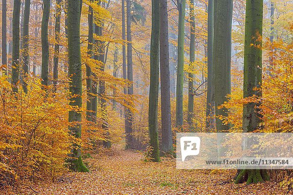 Beech Tree Forest in Autumn  Spessart  Bavaria  Germany.