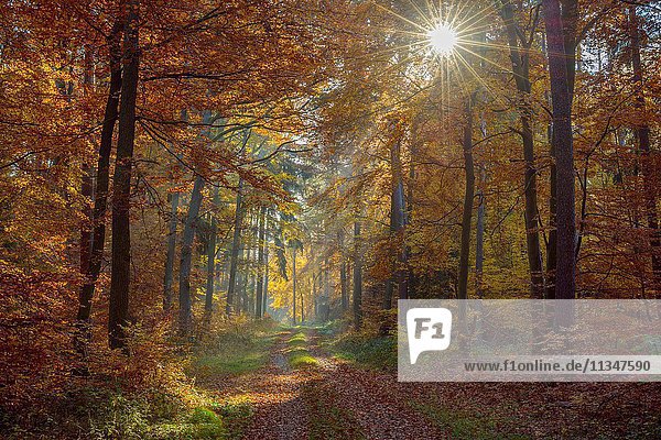 Path in Colorful Hardwood Forest with Sun and Sunbeams in Autumn  Odenwald  Hesse  Germany.