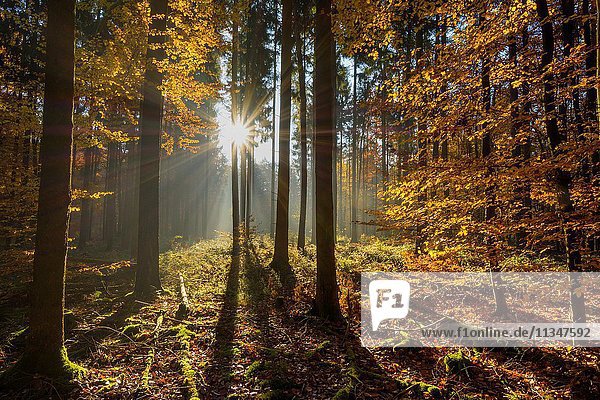 Sun in Autumn Forest  Odenwald  Hesse  Germany.