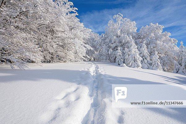 Snowy winter landscape with snowshoe trail  Schauinsland  Black Forest  Freiburg im Breisgau  Baden Wurttemberg  Germany.