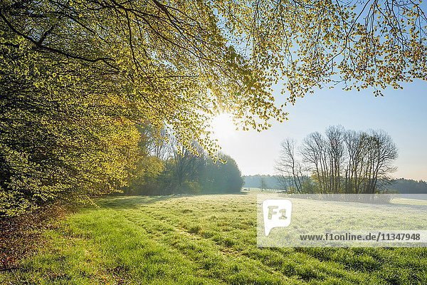Forest meadow in the morning with sun  Spring  Vielbrunn  Michelstadt  Odenwald  Hesse  Germany.