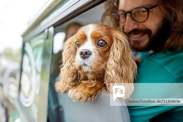 Dog in car looking out of window