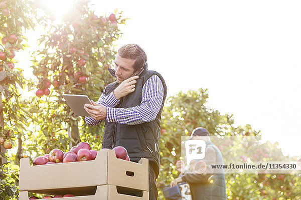 Männlicher Landwirt mit digitalem Tablett am Handy im sonnigen Apfelgarten
