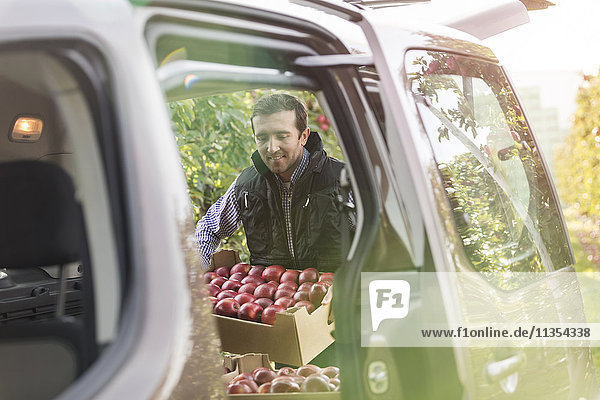 Männlicher Landwirt beim Verladen von roten Äpfeln ins Auto im Obstgarten